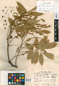 Lonchocarpus belizensis image