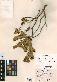 Mortonia latisepala image