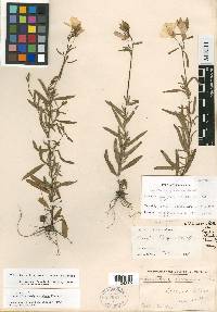 Oenothera fruticosa subsp. fruticosa image