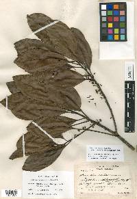 Sideroxylon portoricense subsp. minutiflorum image