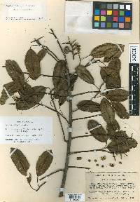 Sapium glandulosum image