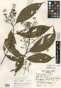 Nectandra hypoleuca image