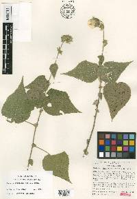 Abutilon bracteosum image