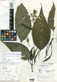 Louteridium tamaulipense image
