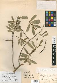 Euphorbia rivularis image