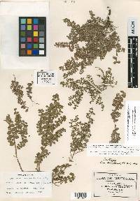 Euphorbia floribunda image