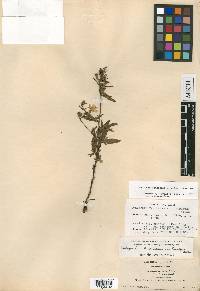 Oenothera fruticosa subsp. fruticosa image