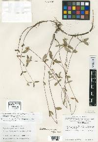 Euphorbia lineata image