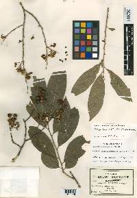 Margaritaria nobilis image