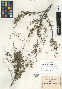 Meibomia rubricaulis image