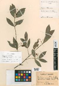 Crossopetalum filipes image