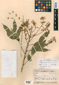 Lonchocarpus lasiotropis image