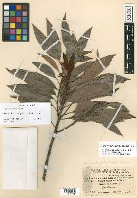 Sideroxylon durifolium image