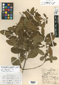 Sideroxylon obtusifolium image