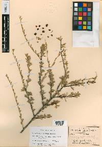 Schaefferia stenophylla image
