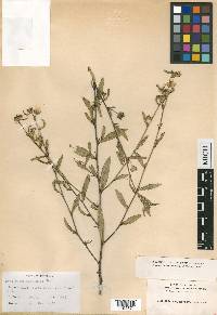 Sida rubromarginata image