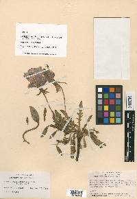 Oenothera muelleri image
