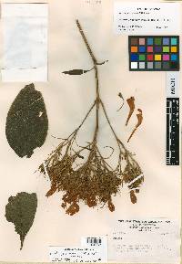 Ruellia guerrerensis image