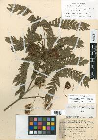 Cojoba graciliflora image