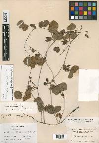 Rhynchosia cinerea image