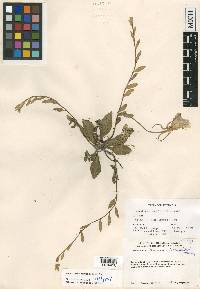 Oenothera maysillesii image
