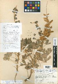 Lupinus chihuahuensis image