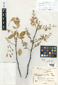 Lonchocarpus sinaloensis image