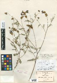 Dalea foliolosa image