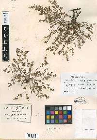 Euphorbia prostrata image