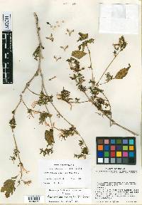 Mexacanthus mcvaughii image