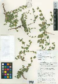 Carlowrightia trichocarpa image