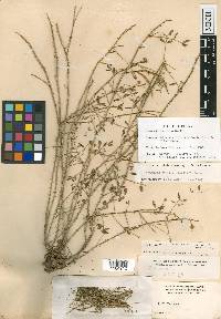 Mimosa latidens image