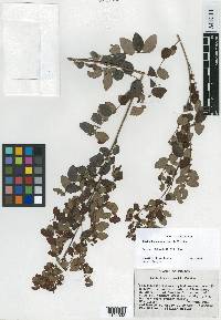 Phyllanthus mcvaughii image