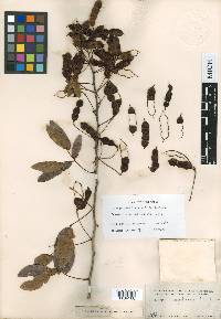 Mimosa acapulcensis image