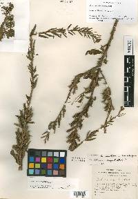 Oenothera parviflora image