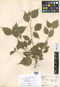 Acalypha euphrasiostachys image