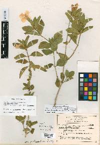 Ruellia leucantha subsp. postinsularis image