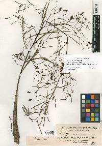 Ludwigia torulosa image