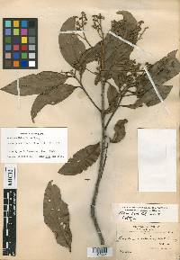 Ocotea albida image