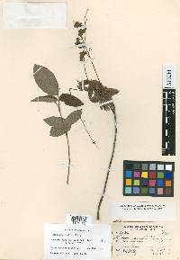 Desmodium incanum image