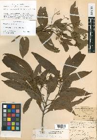 Nectandra amara image