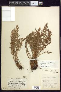 Woodsia ilvensis image