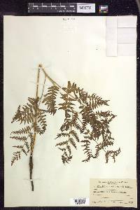 Pteridium aquilinum subsp. latiusculum image