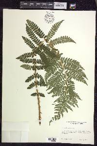 Polystichum braunii image