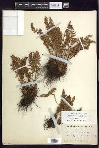 Woodsia ilvensis image