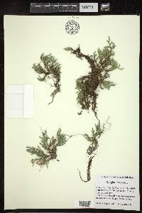 Selaginella rupestris image