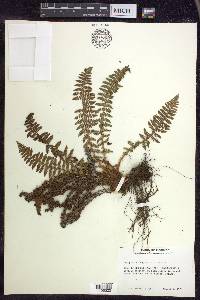 Dryopteris fragrans image