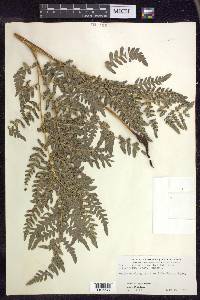 Pteridium aquilinum subsp. latiusculum image