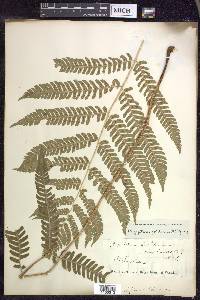 Dryopteris goldieana image