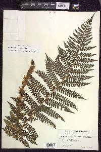 Polystichum braunii image